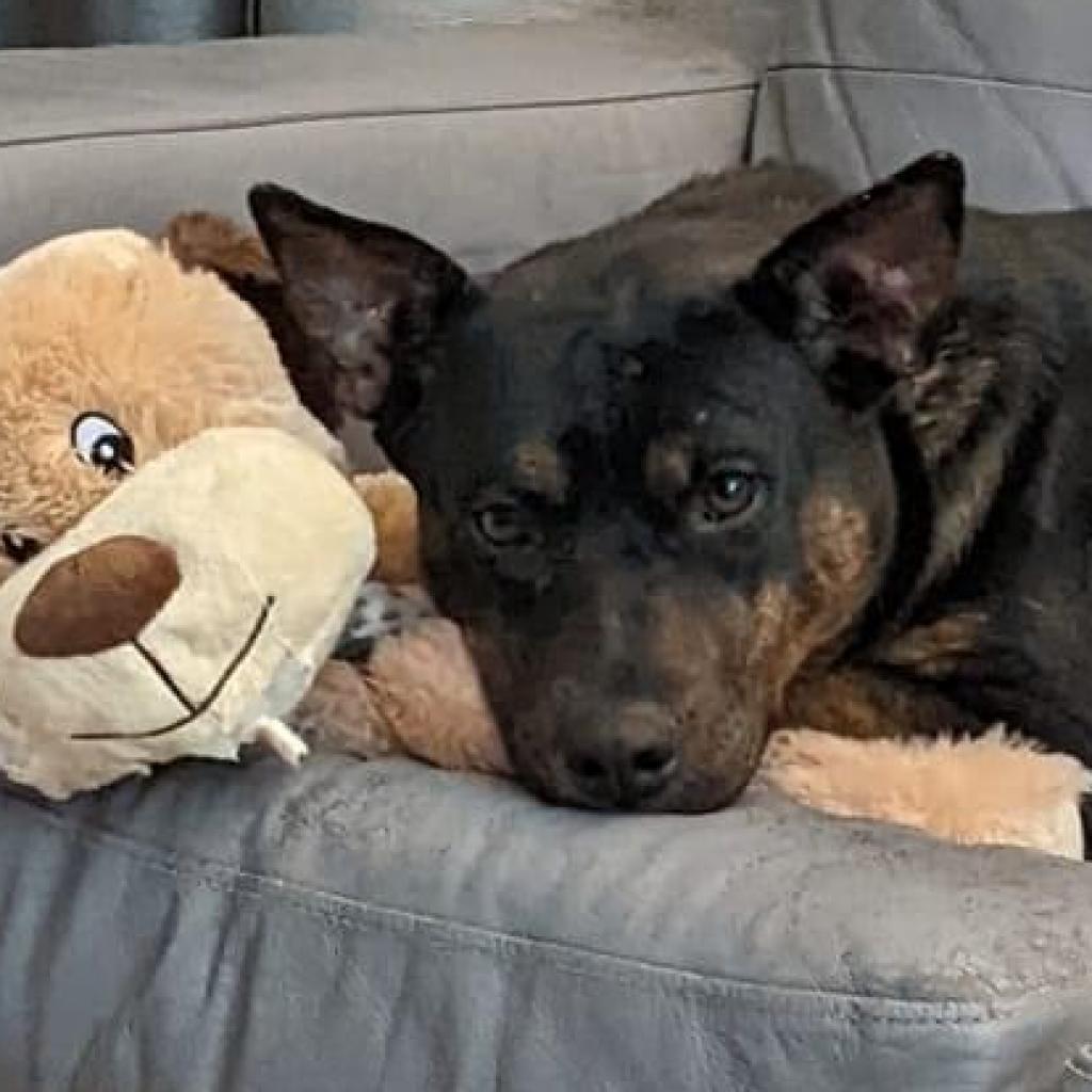 Enlarge Mischa, a Adoptable mixed breed in Zimmerman, MN image 3/5