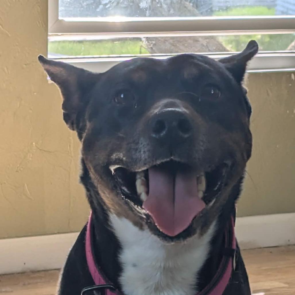 Enlarge Mischa, a Adoptable mixed breed in Zimmerman, MN image 4/5