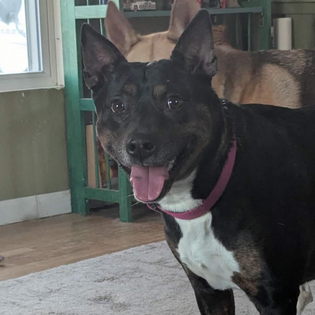 Enlarge Mischa, a Adoptable mixed breed in Zimmerman, MN image 5/5