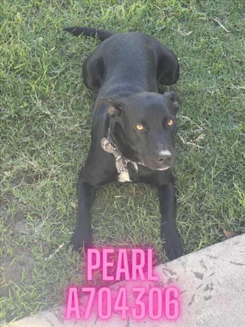 PEARL, Adoptable, Adult Female Terrier.