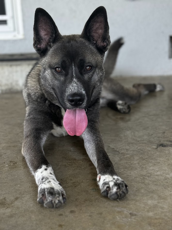 Enlarge Teddy, a Adoptable Akita in San Francisco, CA image 1/6