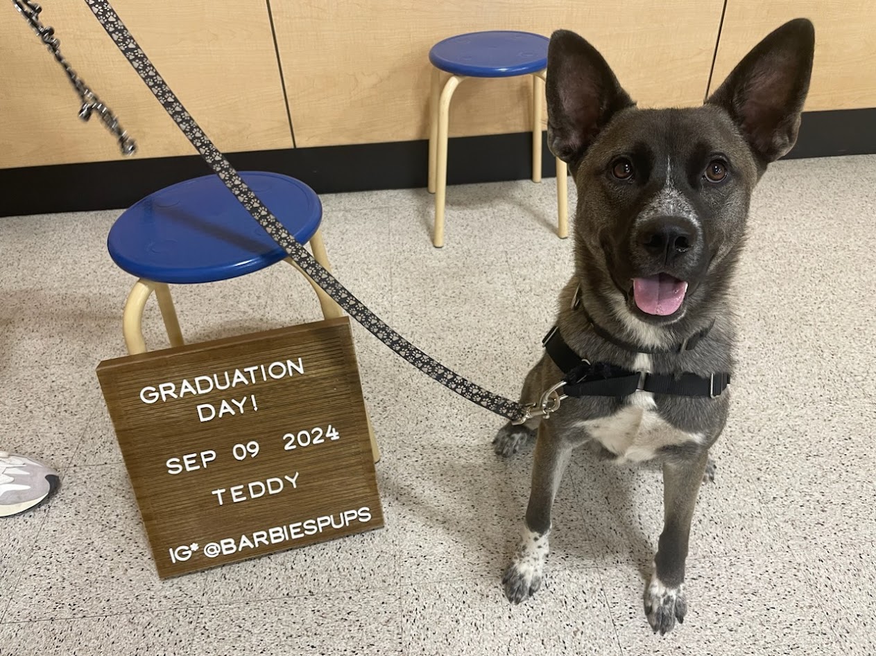 Enlarge Teddy, a Adoptable Akita in San Francisco, CA image 2/6