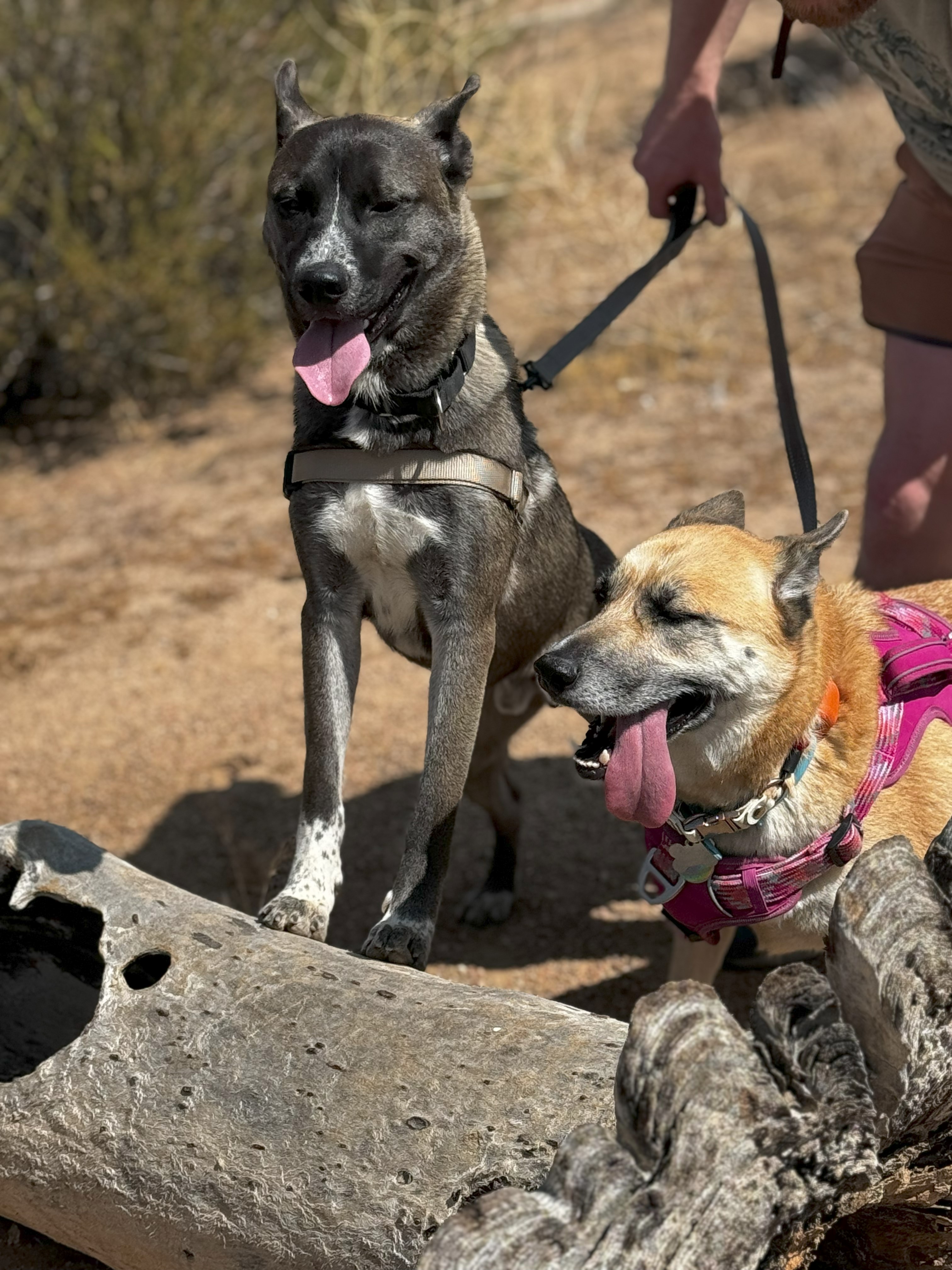 Enlarge Teddy, a Adoptable Akita in San Francisco, CA image 3/6