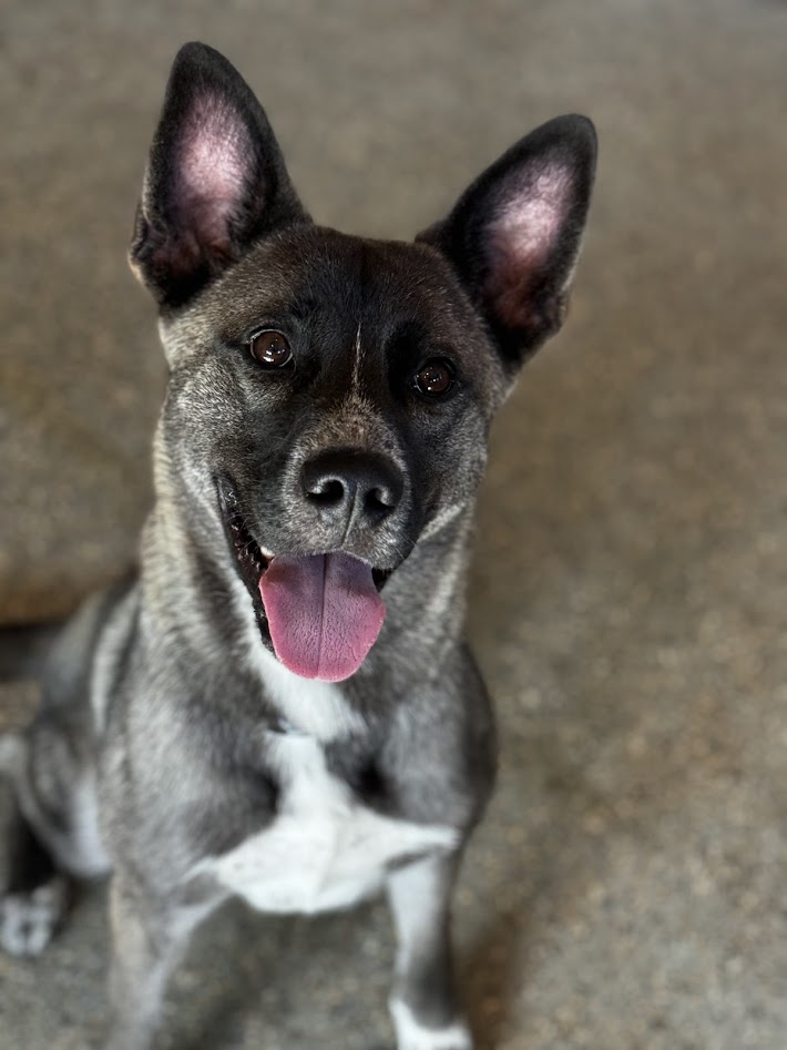 Enlarge Teddy, a Adoptable Akita in San Francisco, CA image 4/6