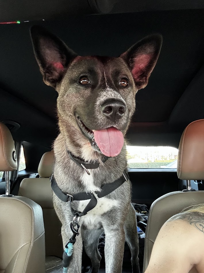 Enlarge Teddy, a Adoptable Akita in San Francisco, CA image 5/6