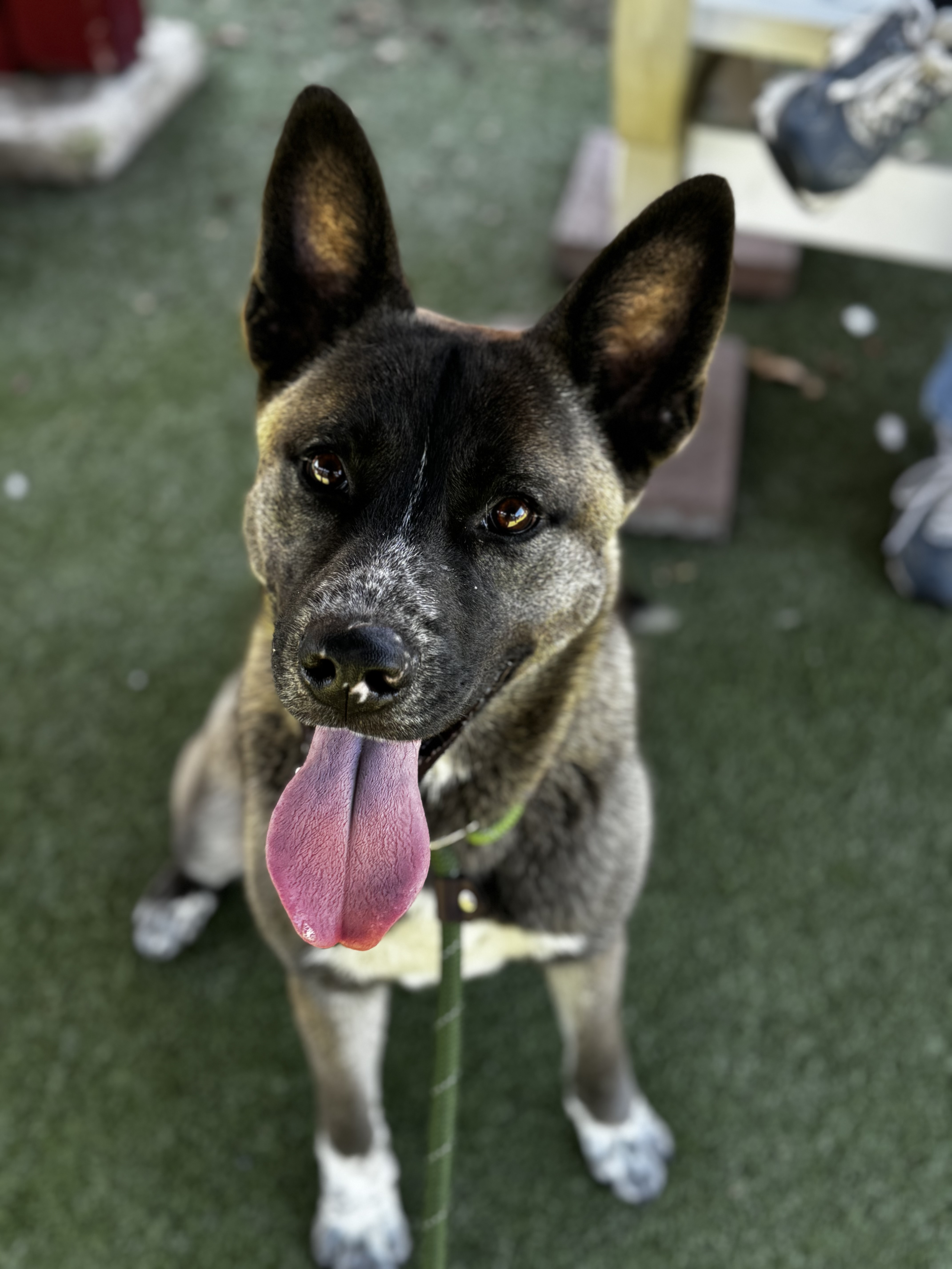 Enlarge Teddy, a Adoptable Akita in San Francisco, CA image 6/6