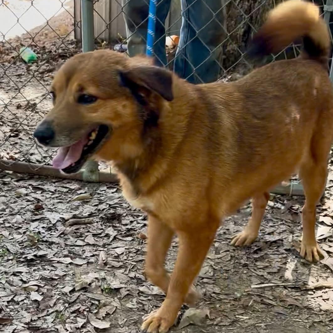 Lindy, a ADOPTABLE mixed breed in Bristol, CT image 2/6