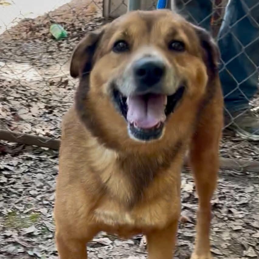 Lindy, a ADOPTABLE mixed breed in Bristol, CT image 1/6