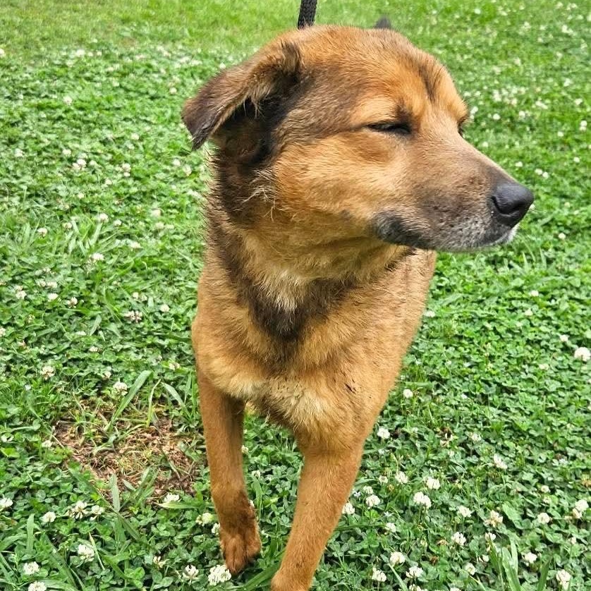 Lindy, a ADOPTABLE mixed breed in Bristol, CT image 5/6