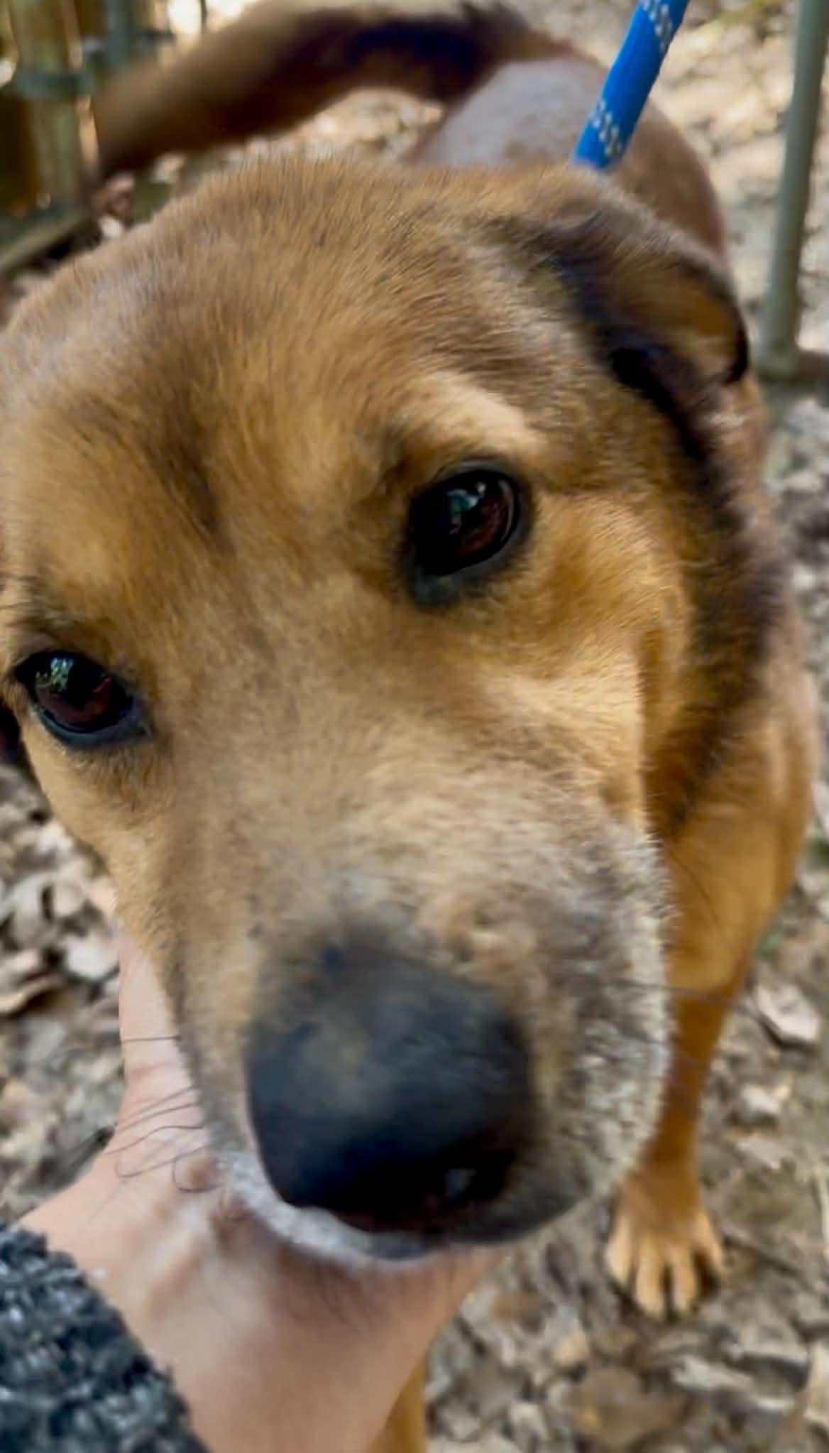 Lindy, a ADOPTABLE mixed breed in Bristol, CT image 3/6