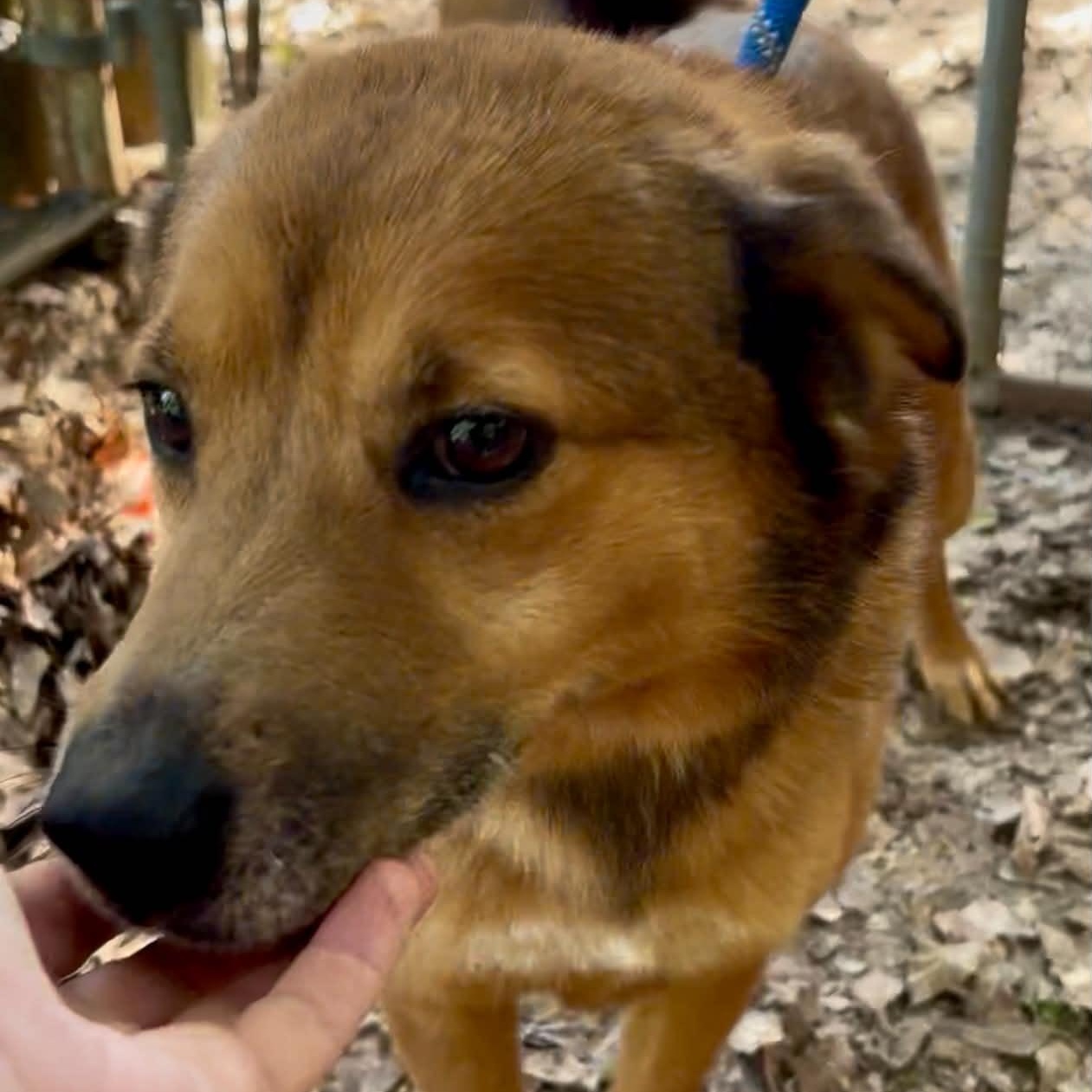 Lindy, a ADOPTABLE mixed breed in Bristol, CT image 4/6