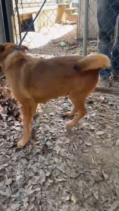 Enlarge Lindy, a ADOPTABLE mixed breed in Bristol, CT video 6/6