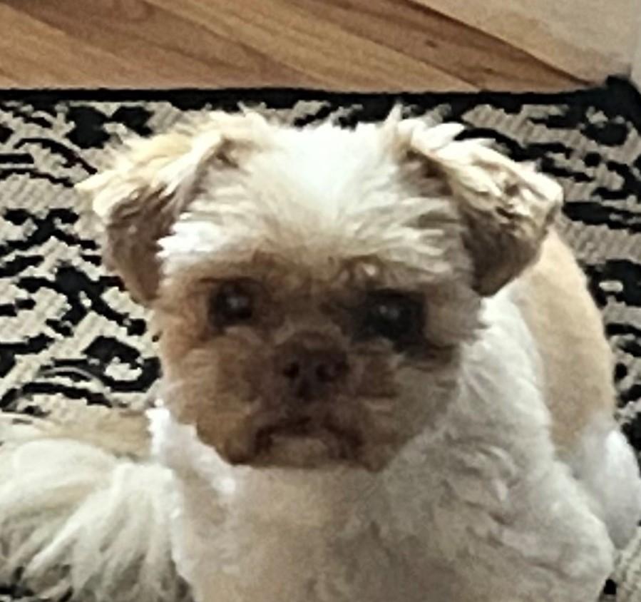 Little Lady, Senior Male Shih Tzu