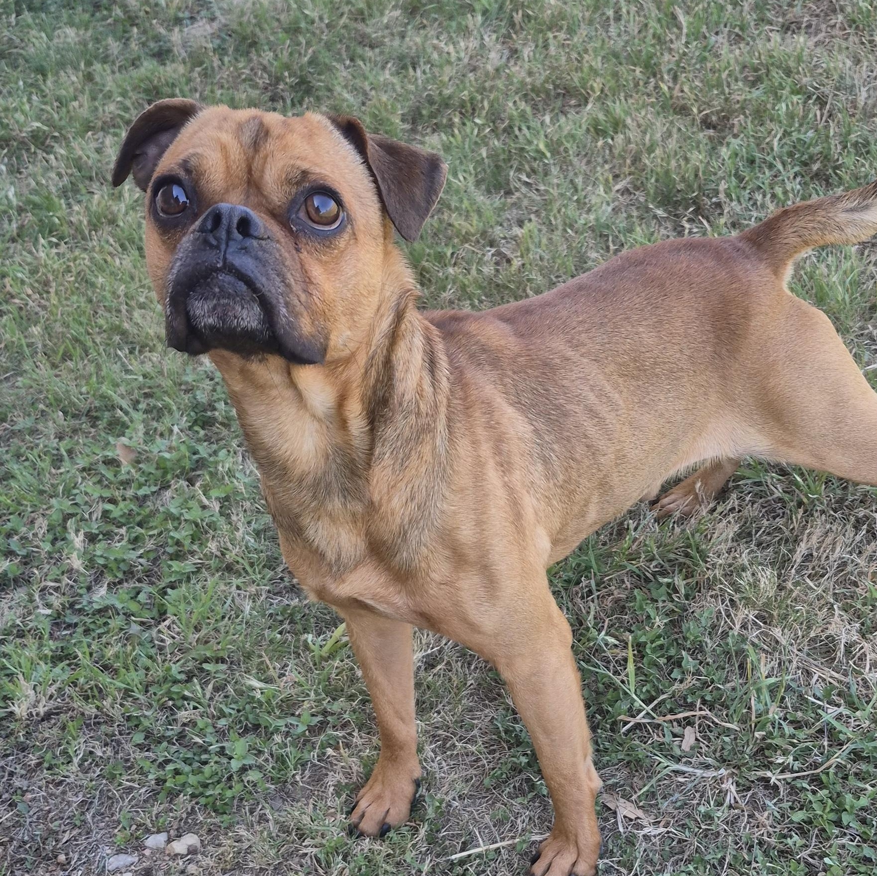 Enlarge Biscotti , a ADOPTABLE Mixed Breed in Schertz, TX image 3/3