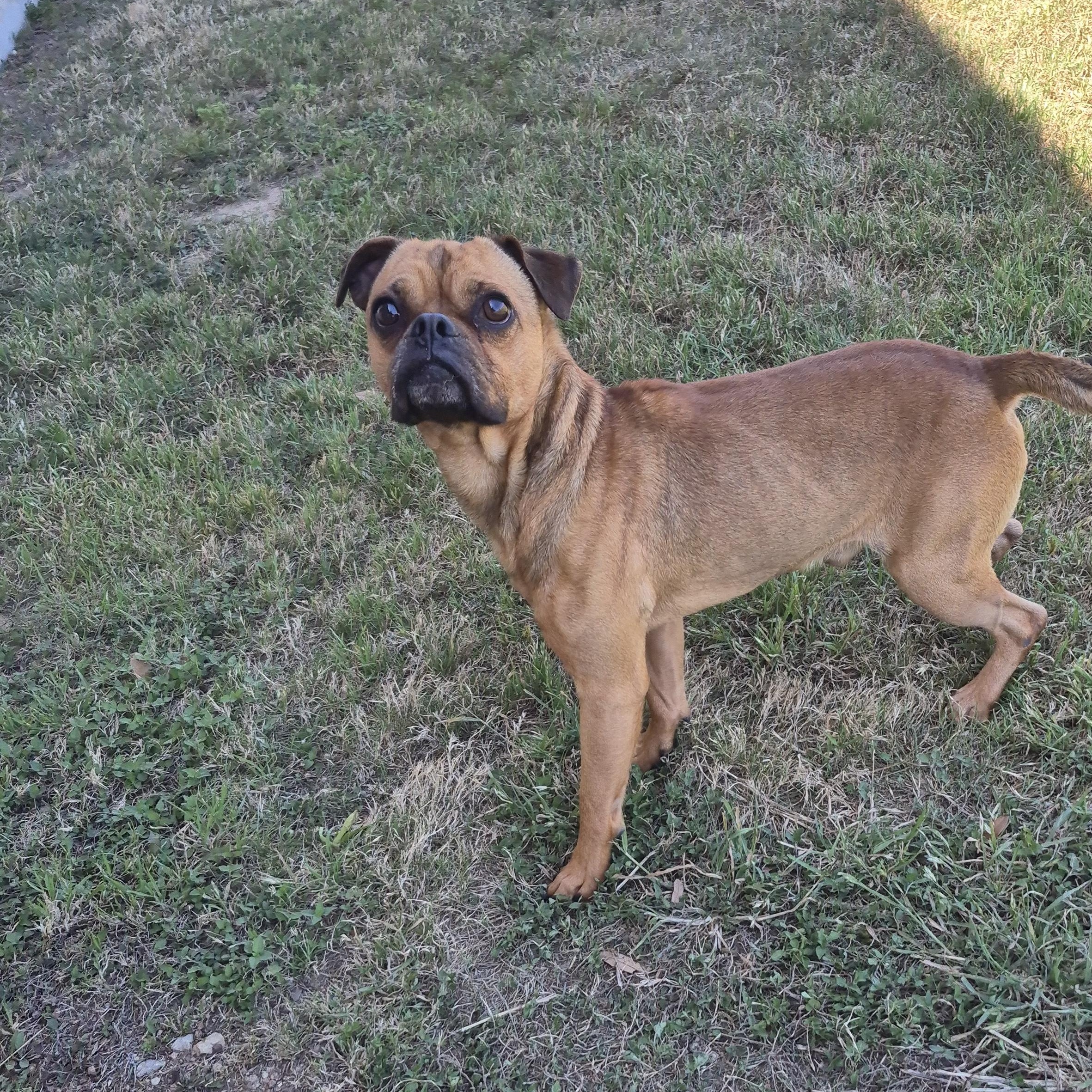 Enlarge Biscotti , a ADOPTABLE Mixed Breed in Schertz, TX image 1/3
