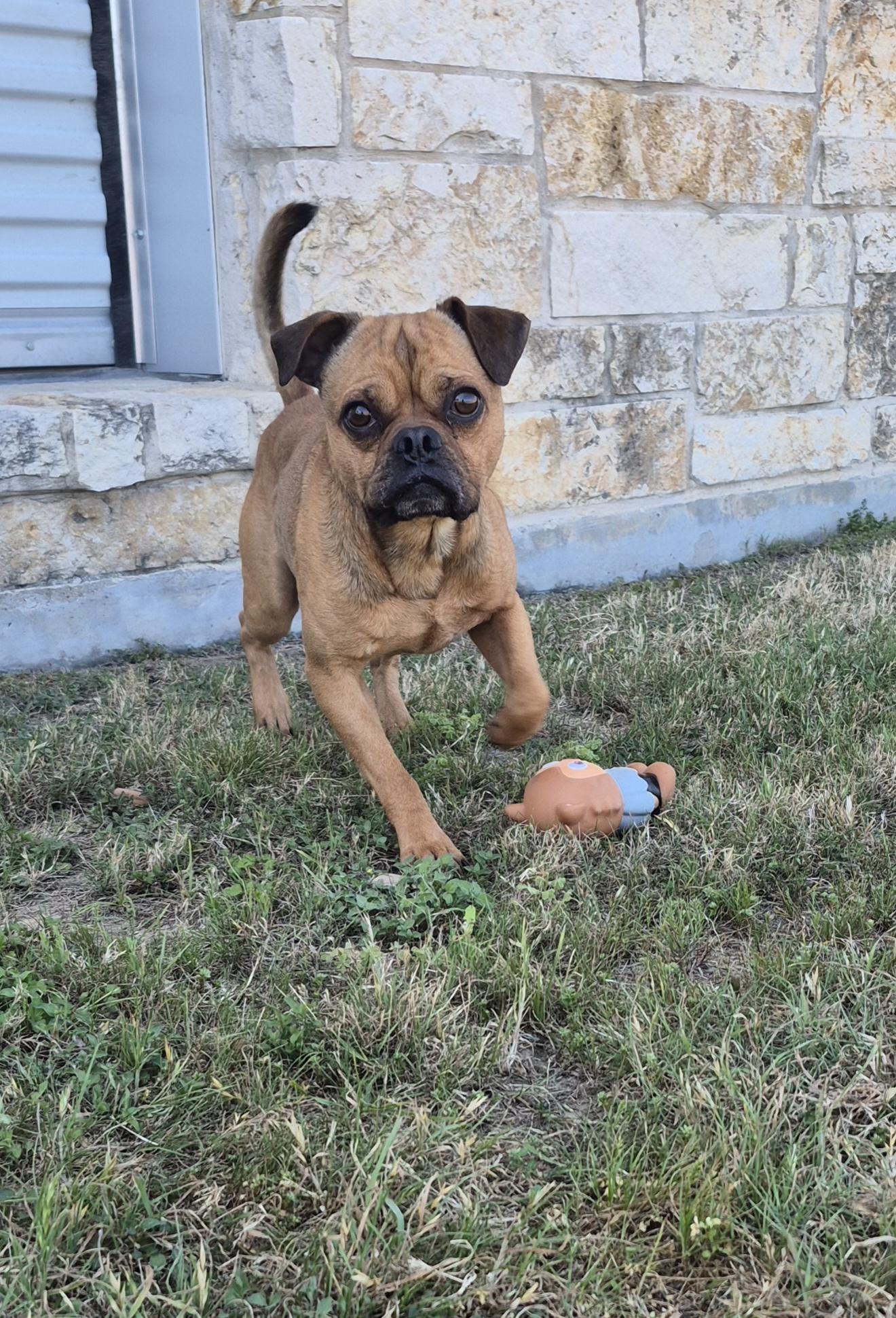 Enlarge Biscotti , a ADOPTABLE Mixed Breed in Schertz, TX image 2/3