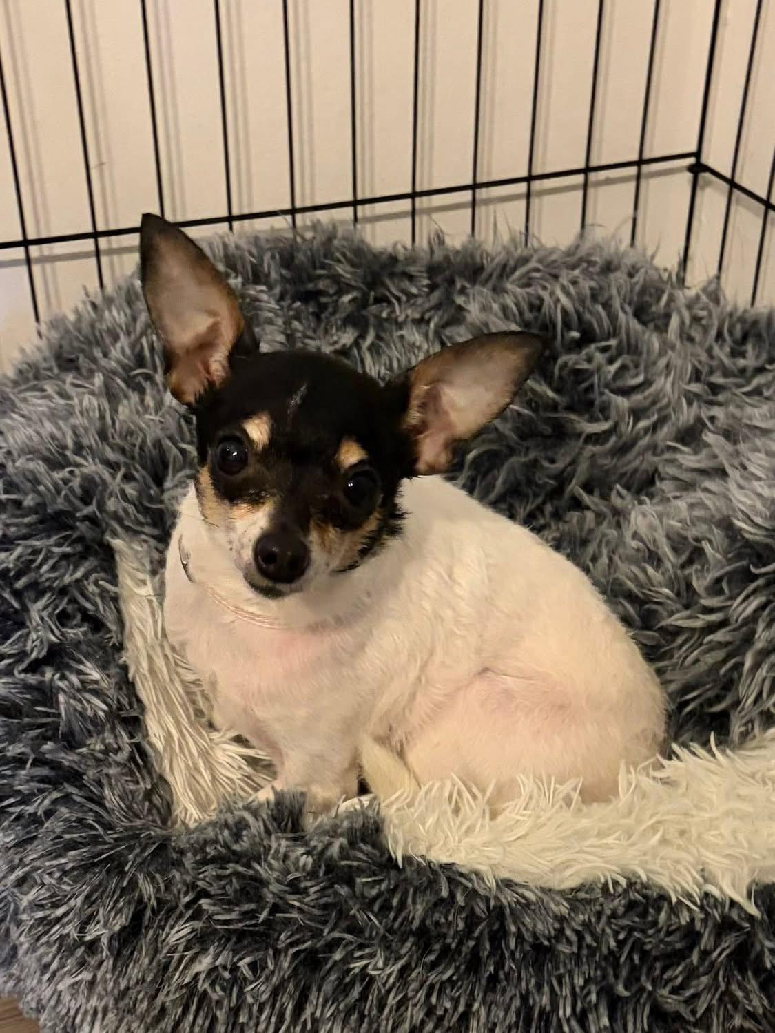 Tia, Adoptable, Adult Female Chihuahua.