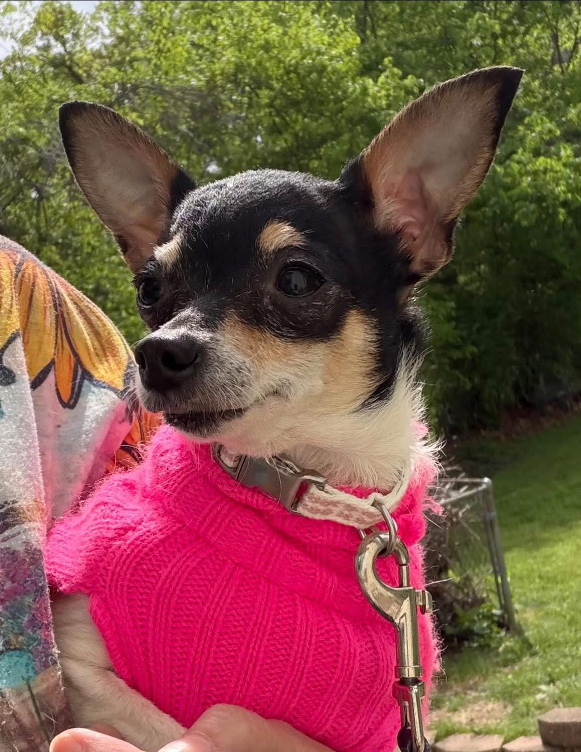 Enlarge Tia, a Adoptable Chihuahua in Barnhart, MO image 2/3