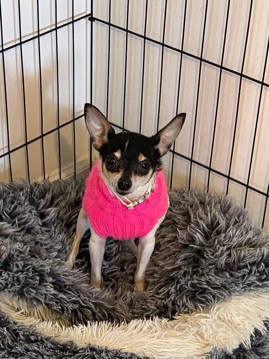 Enlarge Tia, a Adoptable Chihuahua in Barnhart, MO image 3/3