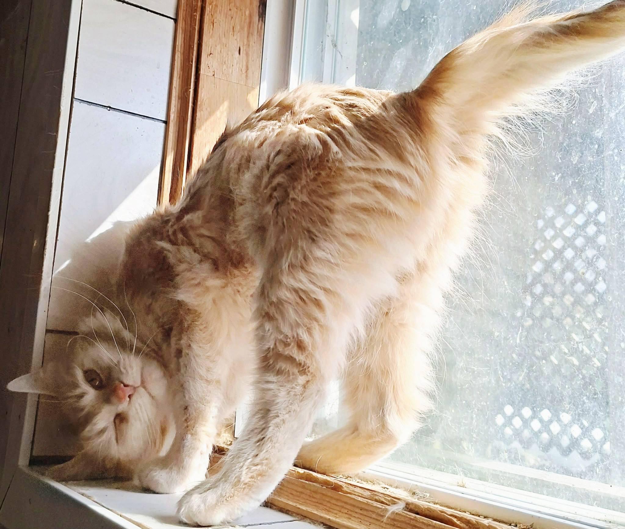 Enlarge Marlyn, a ADOPTABLE Domestic Medium Hair in Montreal, QC image 1/4