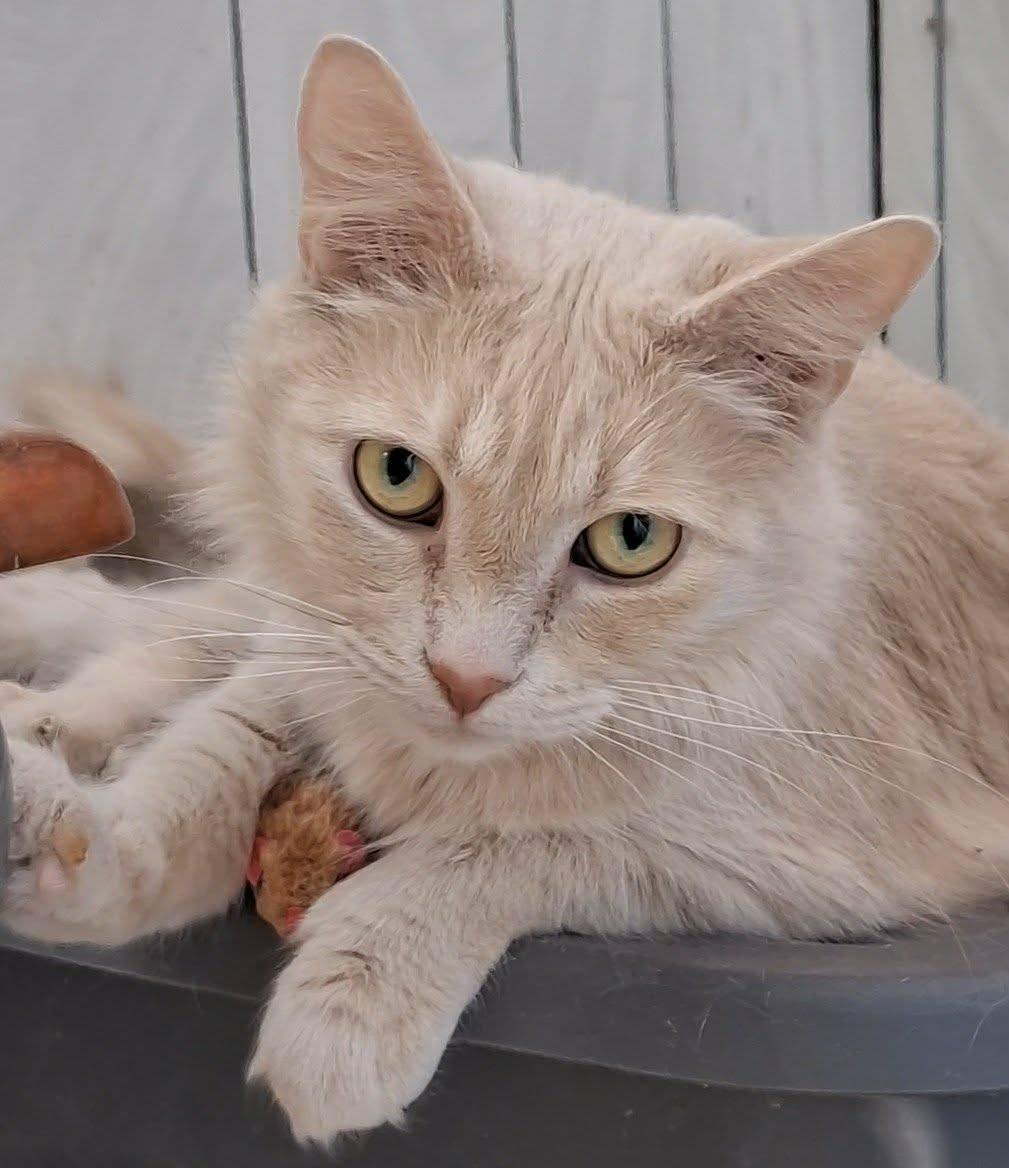 Enlarge Marlyn, a ADOPTABLE Domestic Medium Hair in Montreal, QC image 3/4
