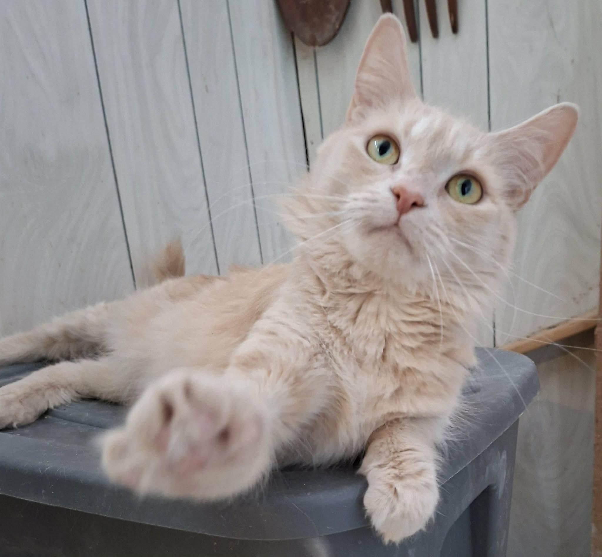 Enlarge Marlyn, a ADOPTABLE Domestic Medium Hair in Montreal, QC image 2/4
