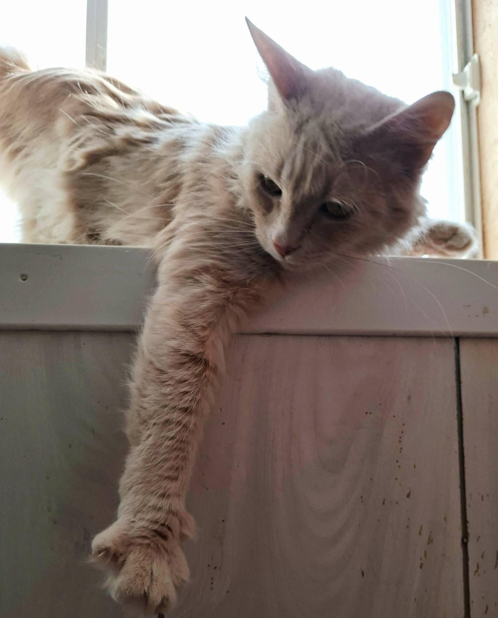 Enlarge Marlyn, a ADOPTABLE Domestic Medium Hair in Montreal, QC image 4/4