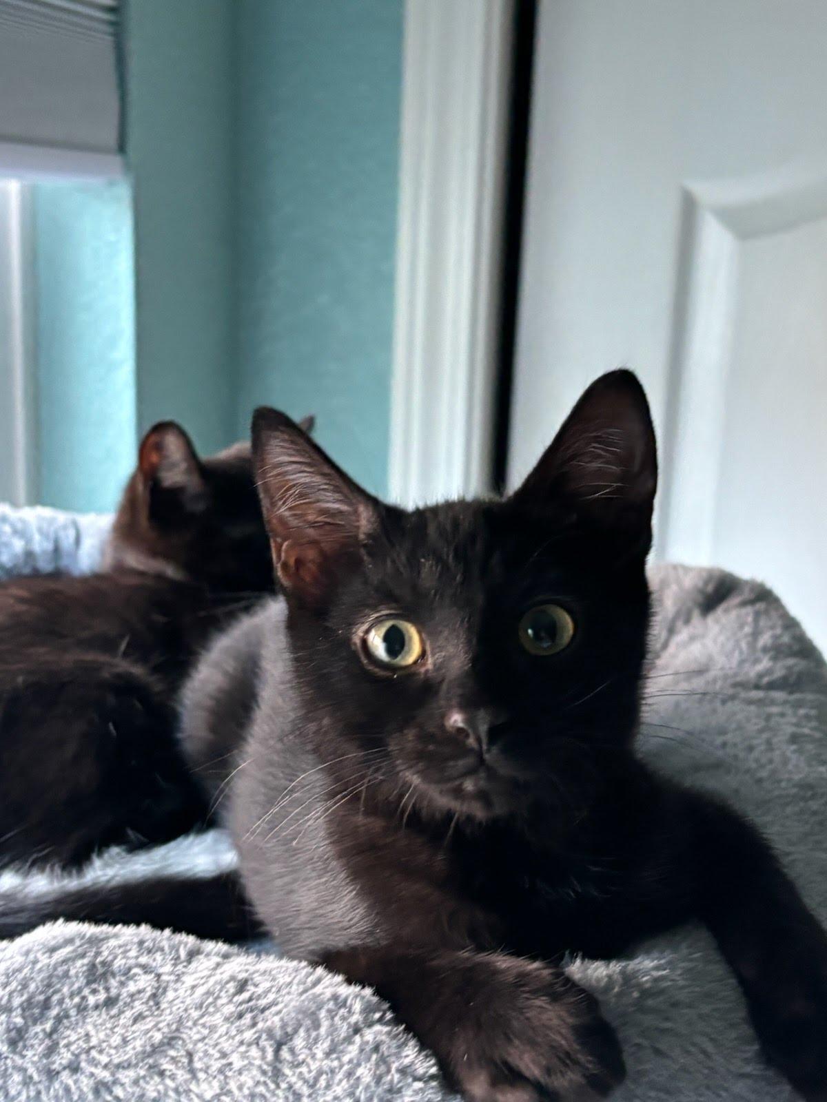 Luna, Adoptable, Kitten Female Domestic Short Hair & Tiger.