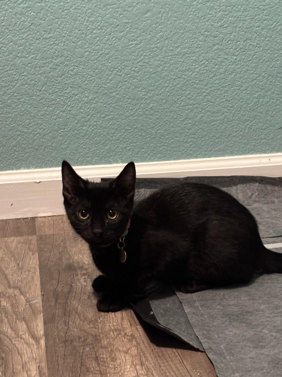 Enlarge Luna, a Adoptable mixed breed in Sacramento, CA image 2/2
