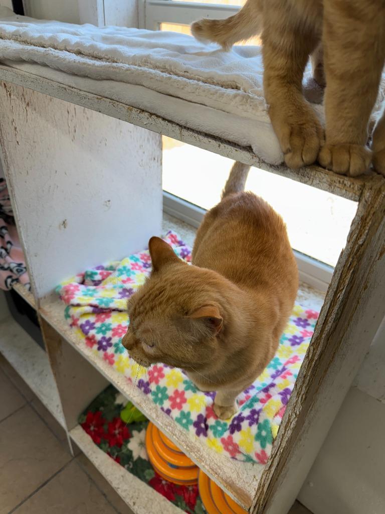 Chunk, a Adopted Domestic Short Hair in Hastings, NE image 1/2