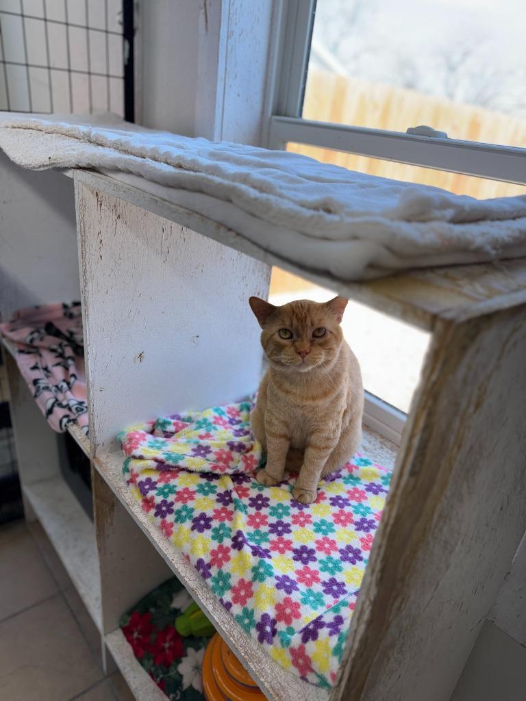 Chunk, a Adopted Domestic Short Hair in Hastings, NE image 2/2