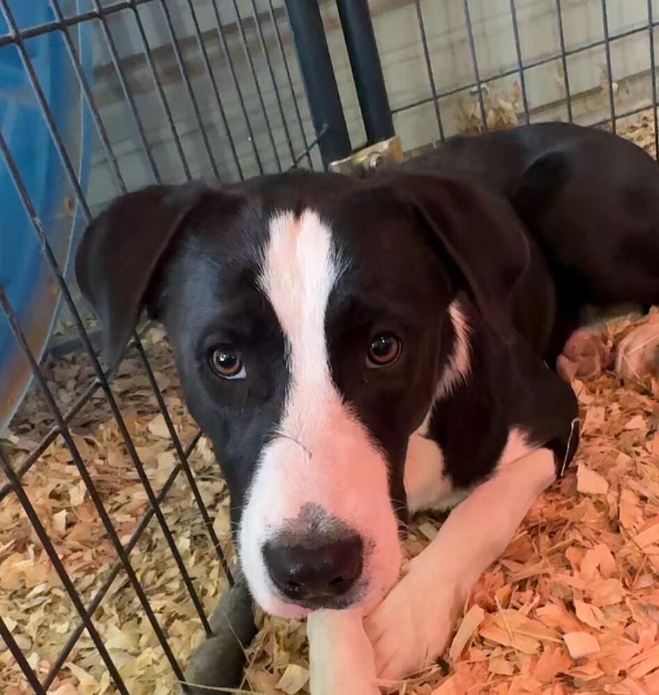 Enlarge Millie, a Adoptable mixed breed in Sanger, TX image 1/1