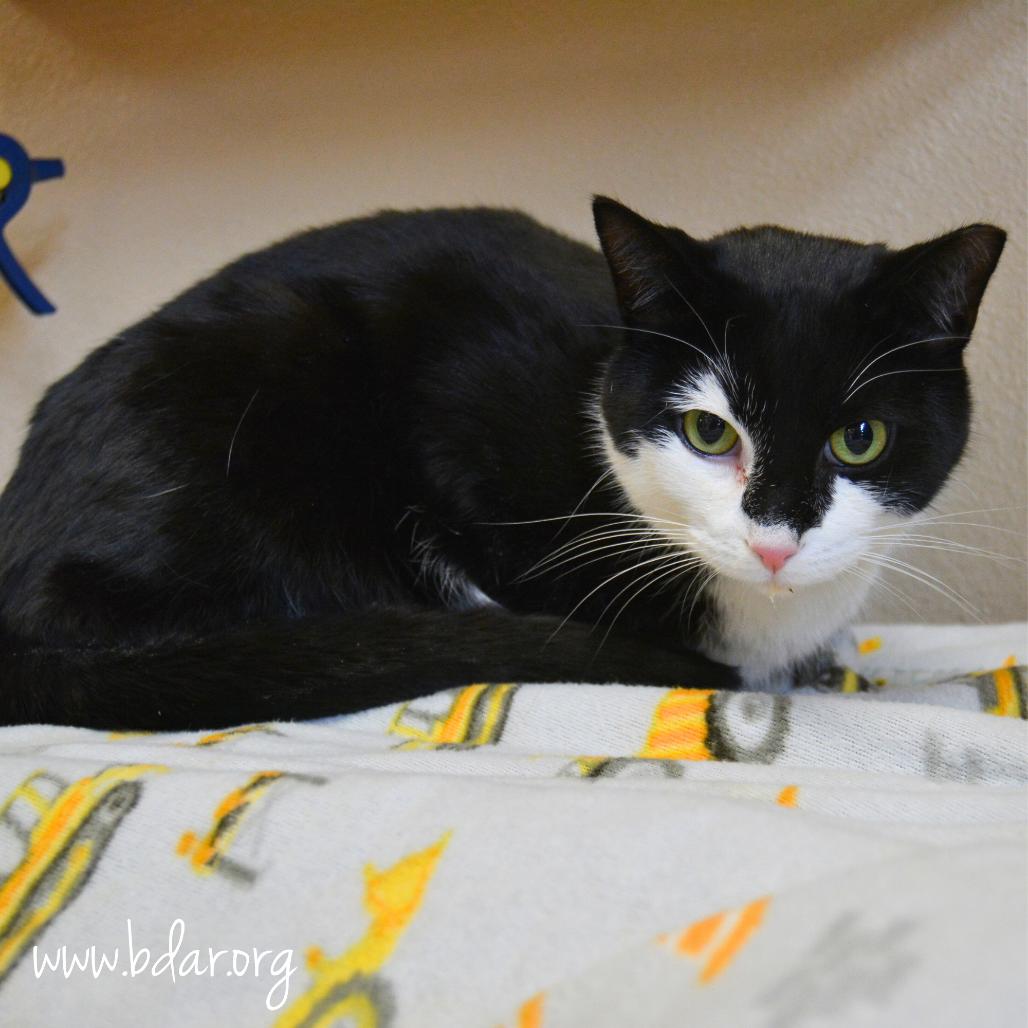 PJ, Adoptable, Adult Male Domestic Short Hair.