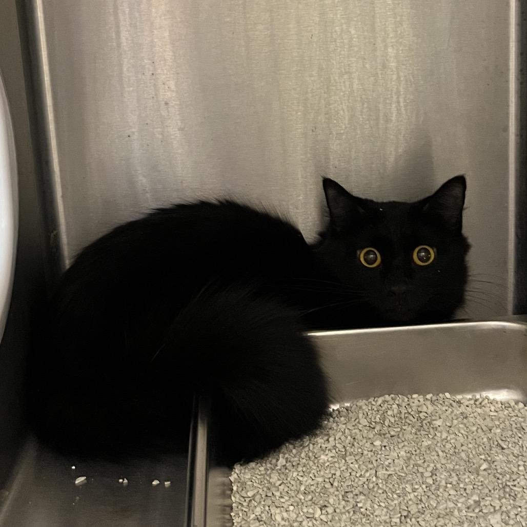 Monique, Adoptable, Adult Female Domestic Long Hair.