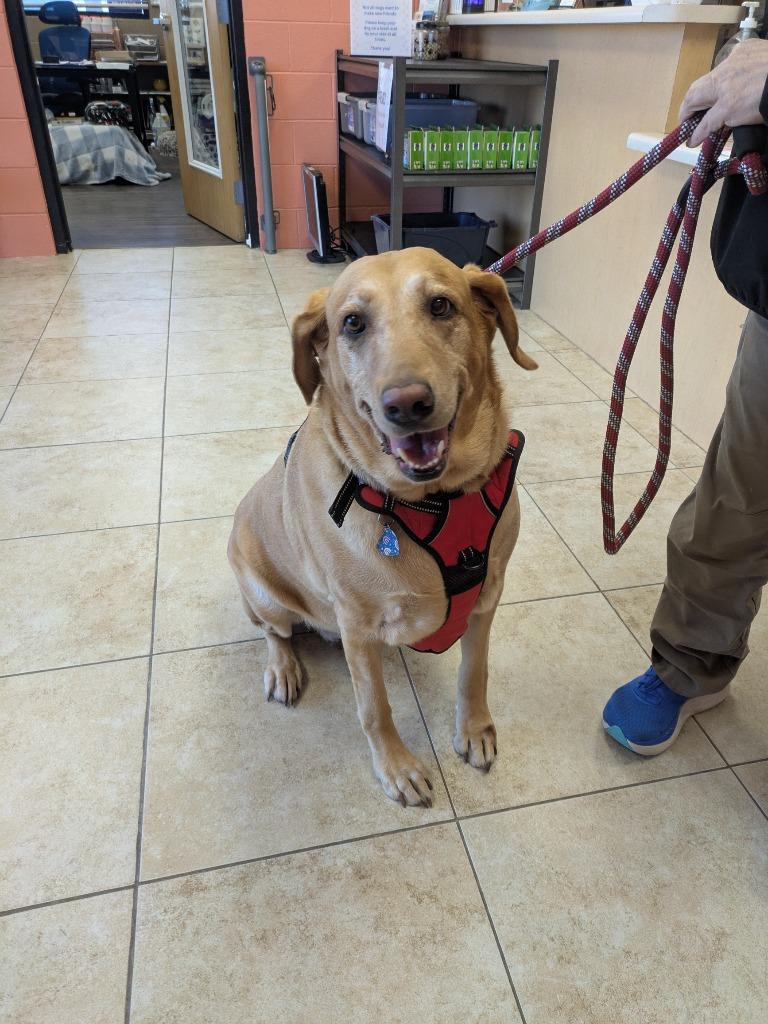 Enlarge Tasha, a Adoptable Labrador Retriever in Logan, UT image 1/1