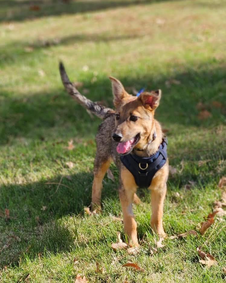 Tex, Adoptable, Puppy Male Shepherd.