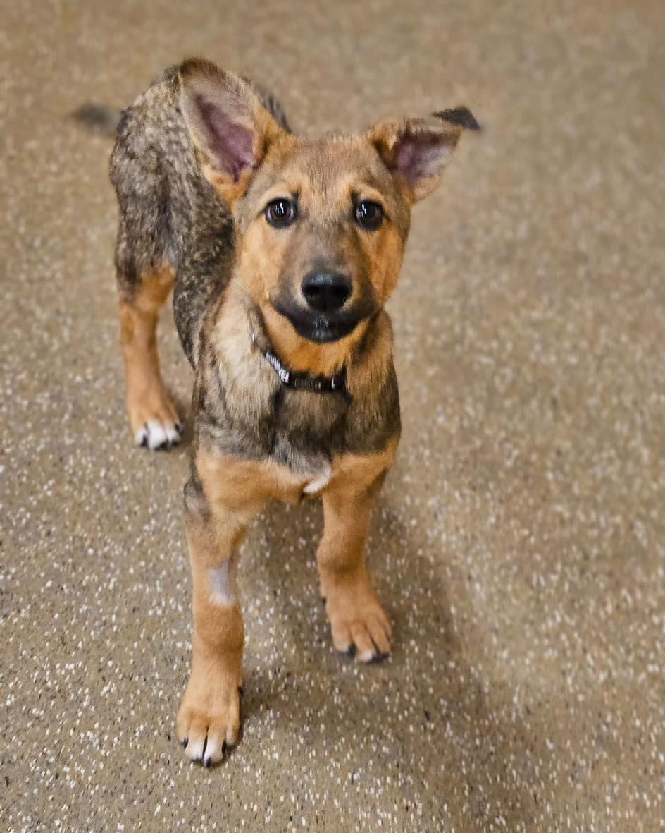 Tex, a Adoptable mixed breed in Broken Arrow, OK image 2/5