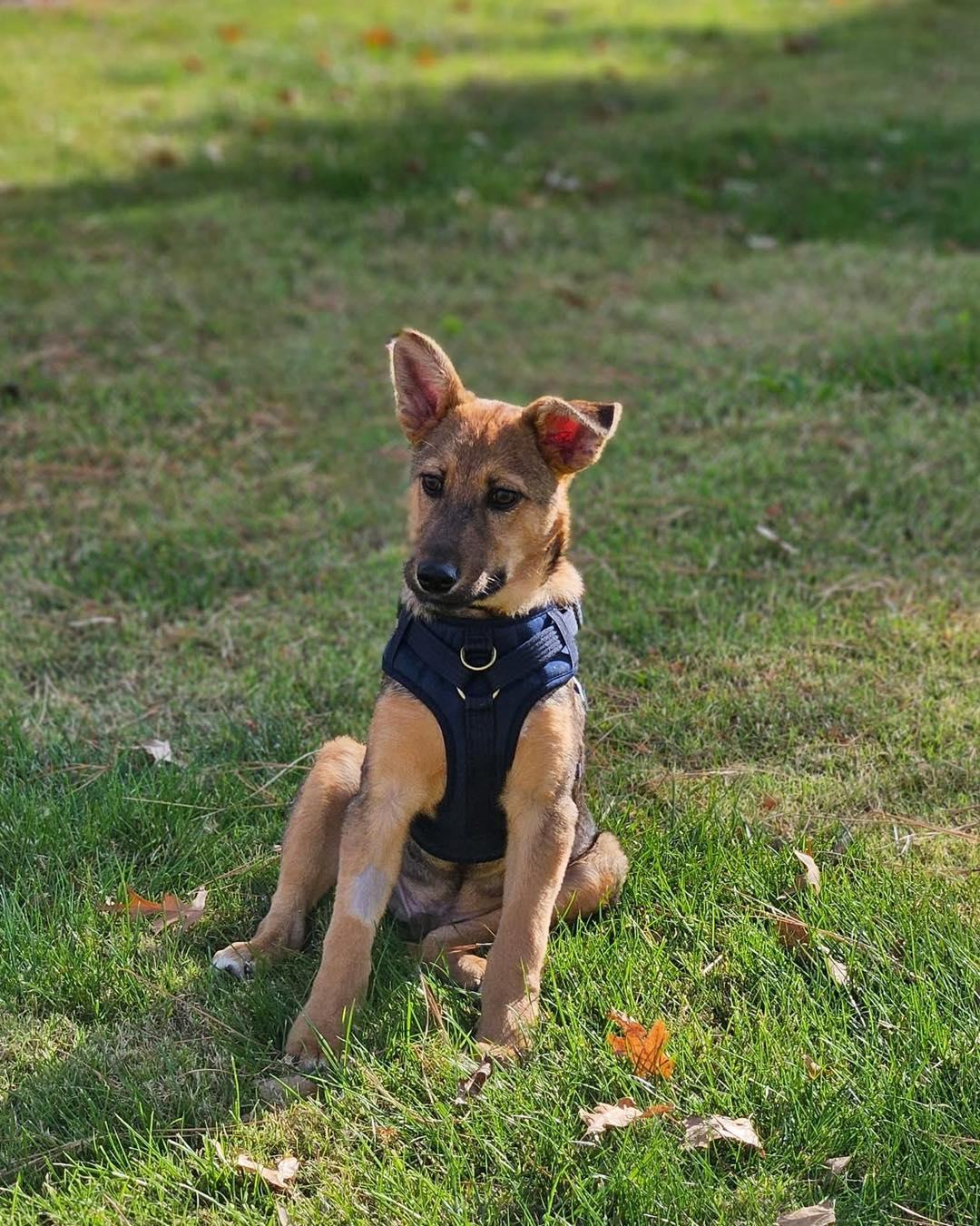 Tex, a Adoptable mixed breed in Broken Arrow, OK image 3/5