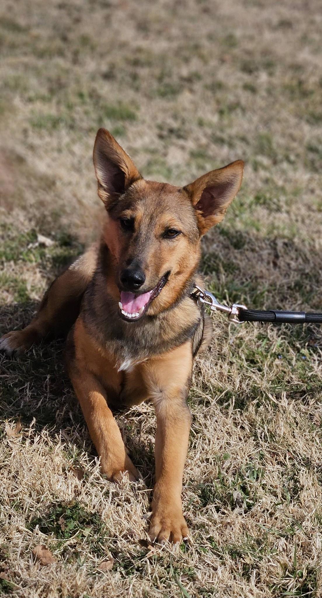 Enlarge Tex, an adoptable mixed breed in Broken Arrow, OK image 5/5