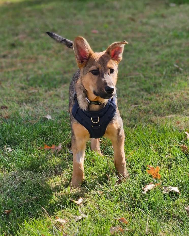 Tex, a Adoptable mixed breed in Broken Arrow, OK image 4/5