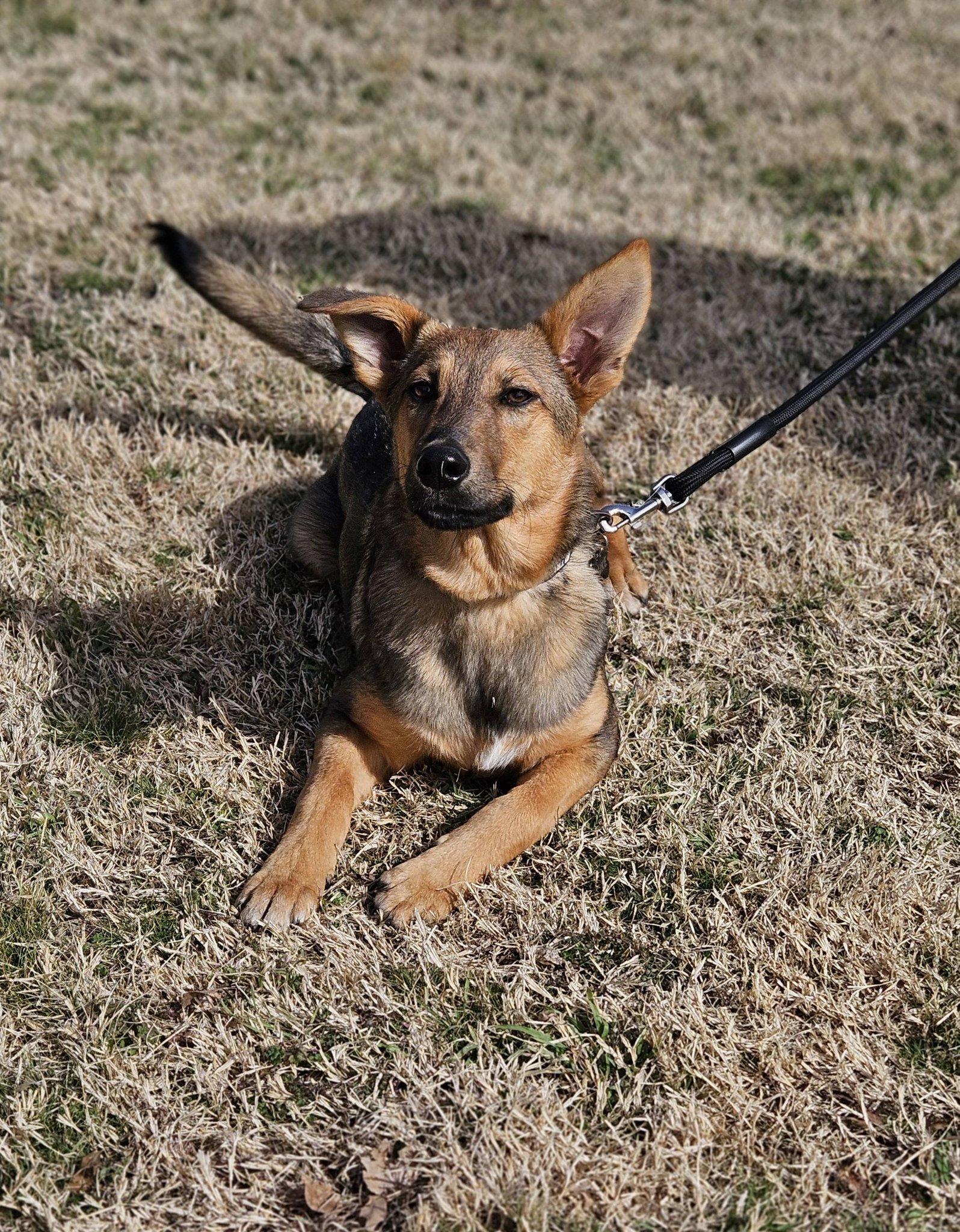Enlarge Tex, an adoptable mixed breed in Broken Arrow, OK image 4/5