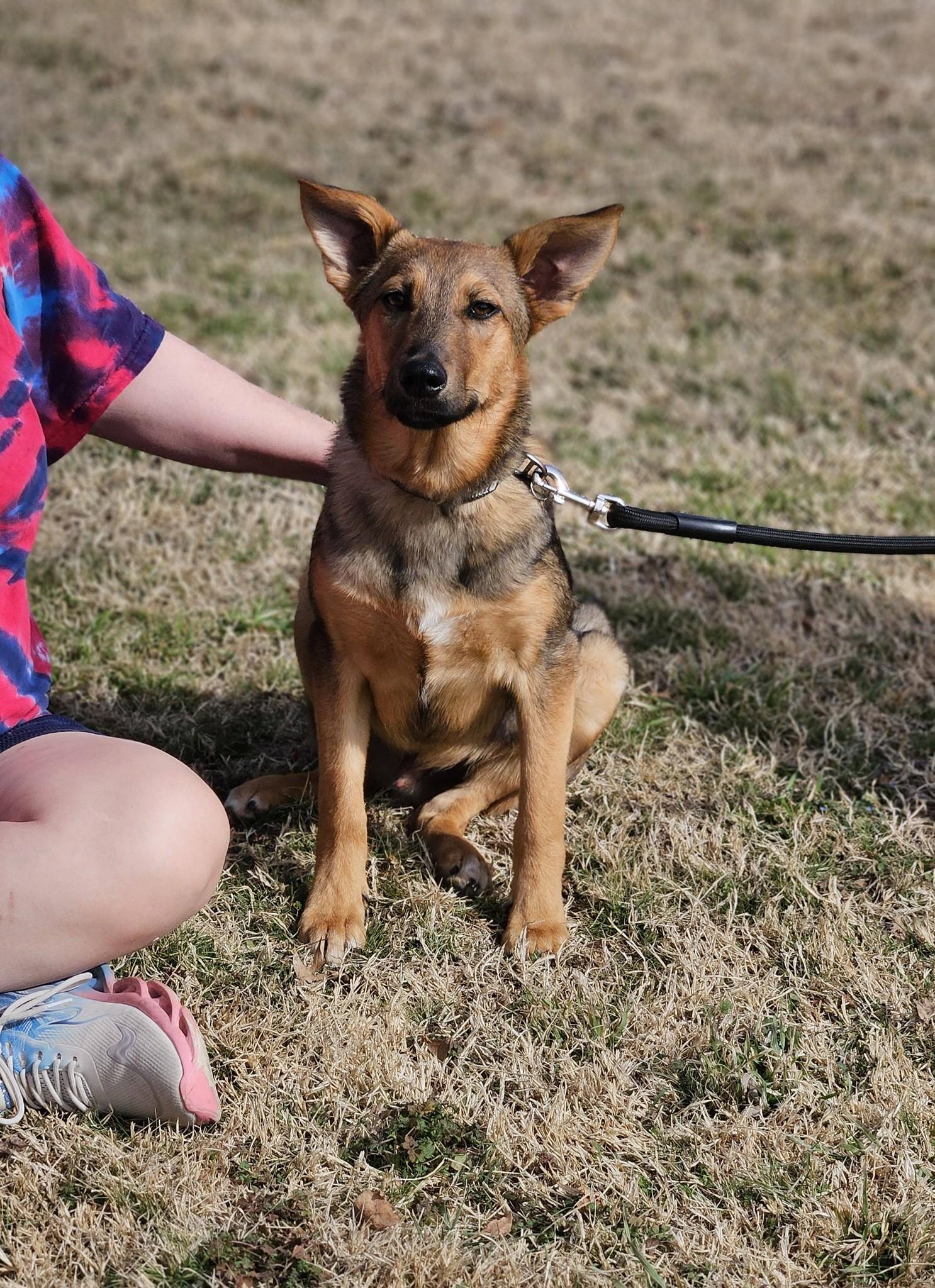 Enlarge Tex, an adoptable mixed breed in Broken Arrow, OK image 1/5