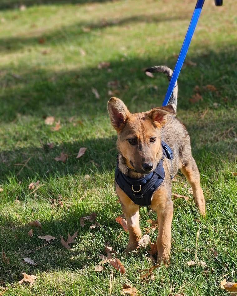 Tex, a Adoptable mixed breed in Broken Arrow, OK image 5/5