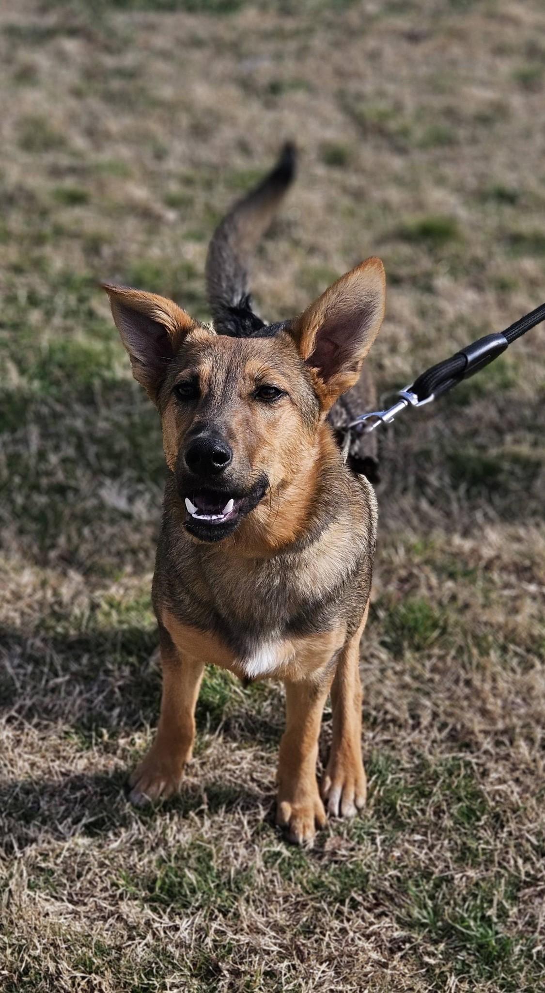 Enlarge Tex, an adoptable mixed breed in Broken Arrow, OK image 3/5