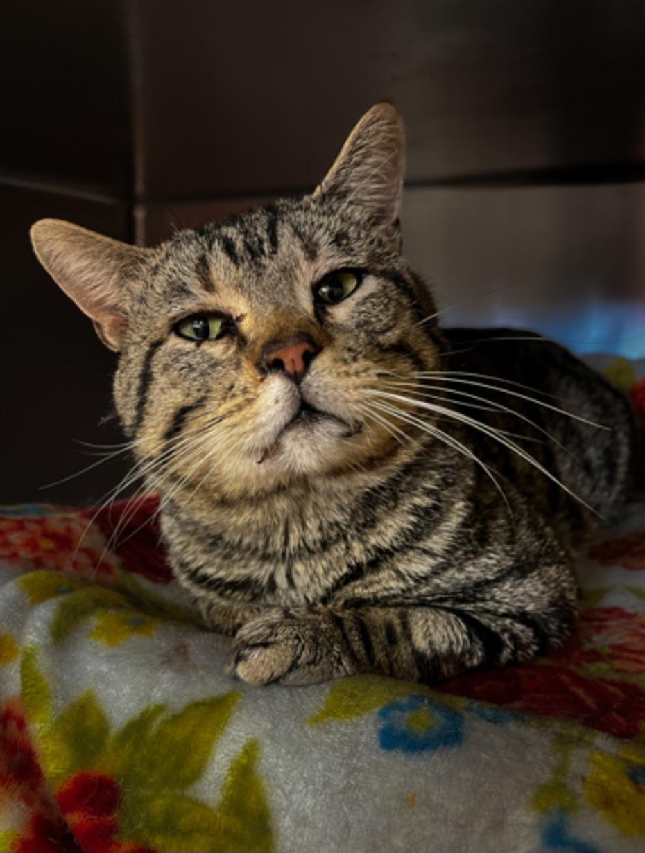 Juno, Adoptable, Adult Male Domestic Short Hair.