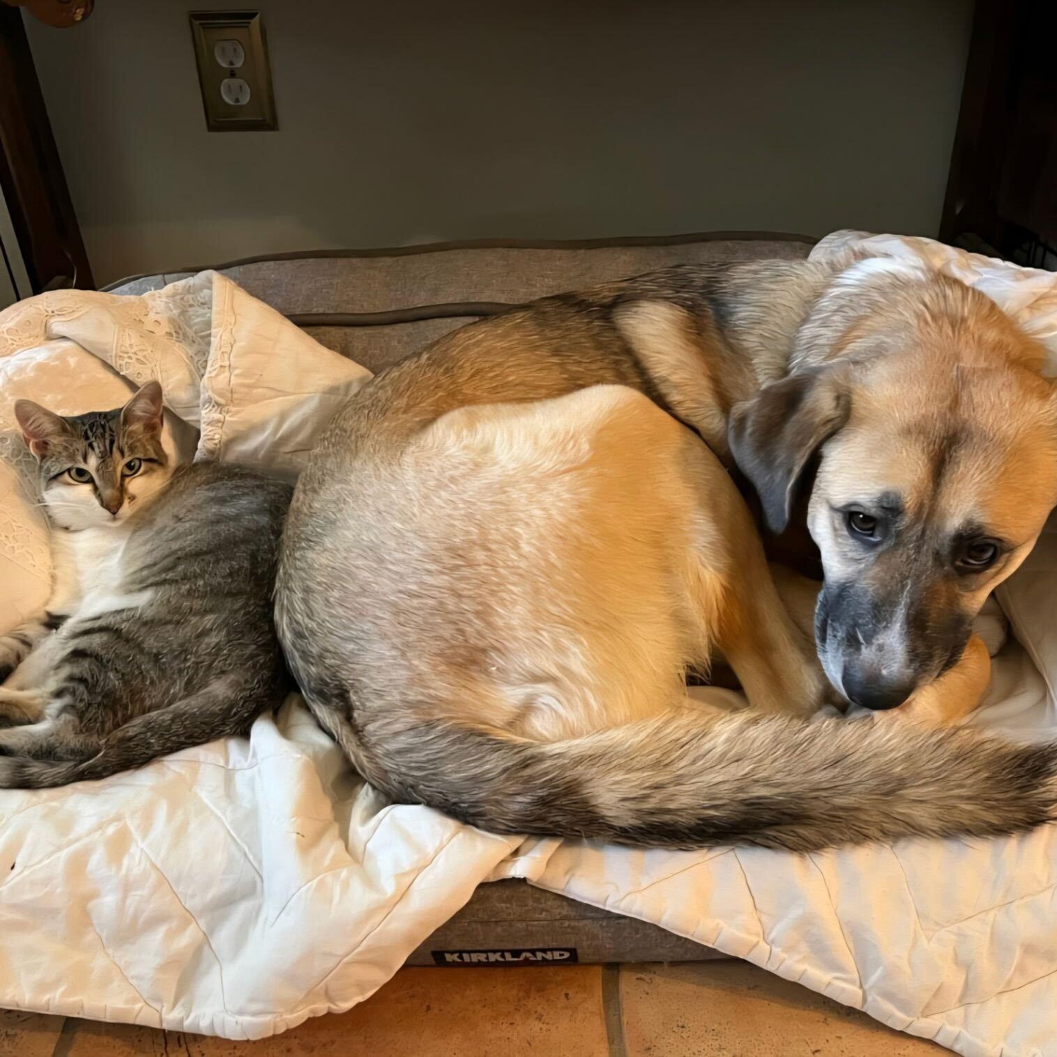 Enlarge Sassy, a Adoptable Domestic Short Hair in Austin, TX image 2/4