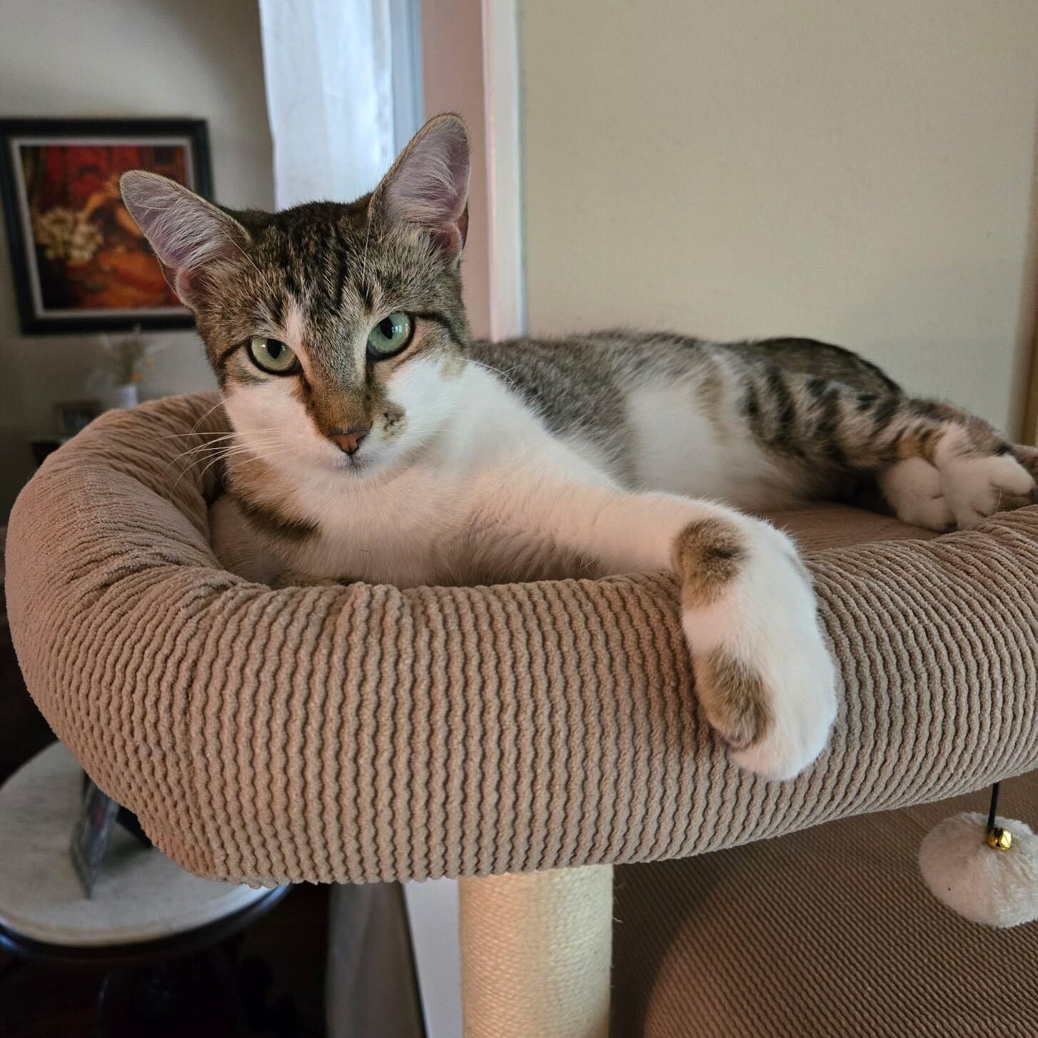 Enlarge Sassy, a Adoptable Domestic Short Hair in Austin, TX image 3/4