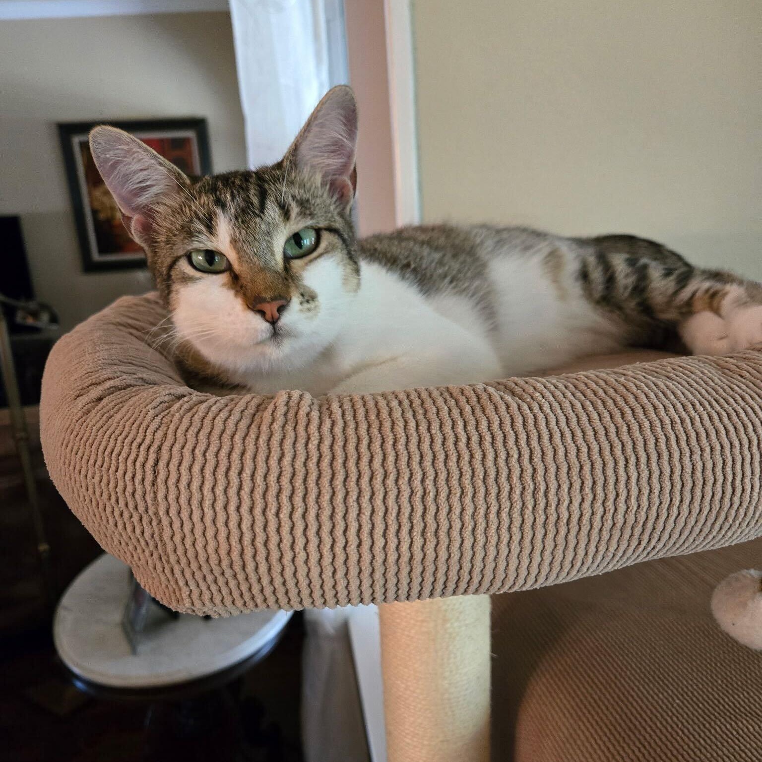 Sassy, Adoptable, Young Female Domestic Short Hair.