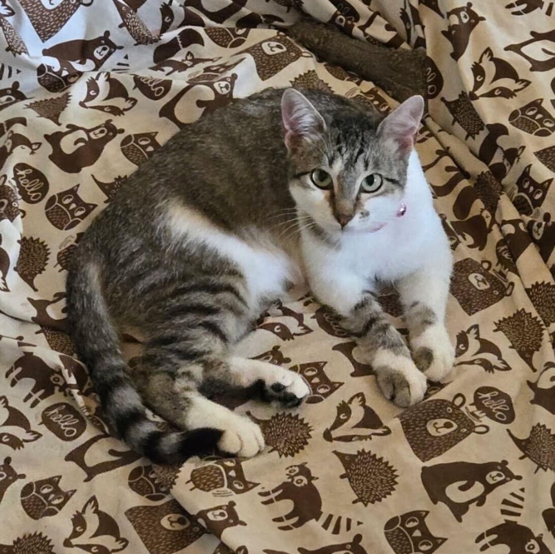 Enlarge Sassy, a Adoptable Domestic Short Hair in Austin, TX image 4/4