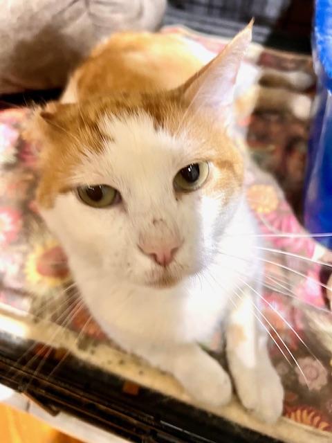 VINCENT, Adult Male Tabby